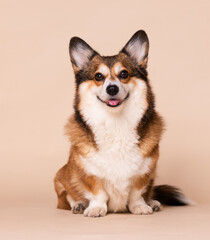 Happy and Smiling Welsh Corgi Dog Sitting for a Portrait