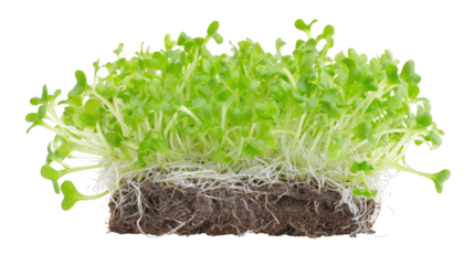 Generic visual placeholder elements illustrated this content visually depicts generic placeholder elements