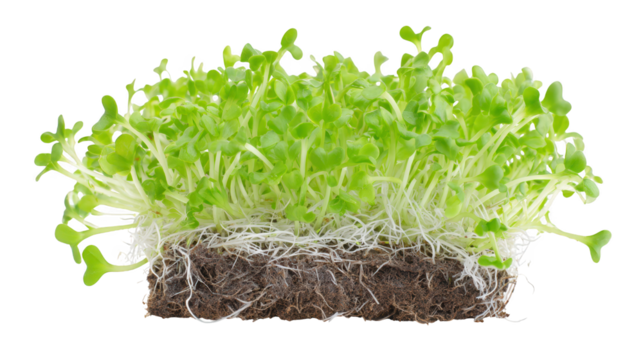 Generic visual placeholder elements illustrated this content visually depicts generic placeholder elements