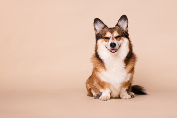 Happy and Smiling Welsh Corgi Dog Sitting for a Portrait