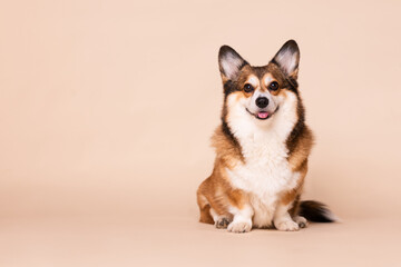 Happy and Smiling Welsh Corgi Dog Sitting for a Portrait