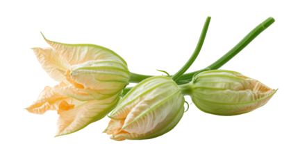 Yellow green flower blooms brightly vibrant yellow green petals show striking natural beauty