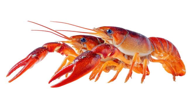 Red and white lobsters gather on black background many red and white lobsters showcased against dark backdrop