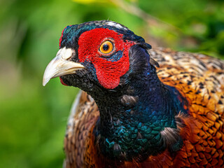 Ringneck Pheasant (Phasianus colchicus) male close up