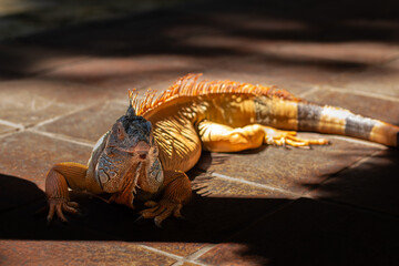 A brown iguana is active under the hot sun at a zoo in Lombok, Indonesia.