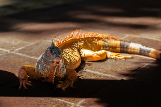 A brown iguana is active under the hot sun at a zoo in Lombok, Indonesia.