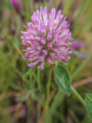 A red clover flower from the side, wide angle macrophotography captured in a farm in the eastern Andean mountains of central Colombia, near the Iguaque natural reserve.