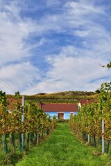 Weinkeller im Hadersdorf am Kamp, Österreich, vertikal
