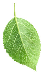 Obraz premium Green apple leaf isolated on transparent background. Leaves Apple PNG