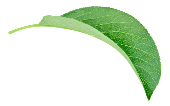 Pear leaf isolated on a transparent background. Leaf pear PNG. Pear leaf macro shot