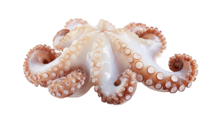 Large octopus rests on ground revealing textured skin octopus is visible on ground tentacles spread widely