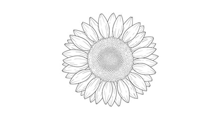 A beautifully detailed black and white line art illustration of a sunflower head showcasing its intricate petals and seed patterns.