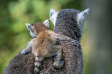Cute baby ring tailed lemur embracing its mother in their natural environment, a sunny day in madagascar © Footage pro plus