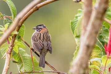 A rufous-collared sparrow perched on a twig, in a forest in the eastern Andean mountains of central Colombia, near the Iguaque natural reserve.