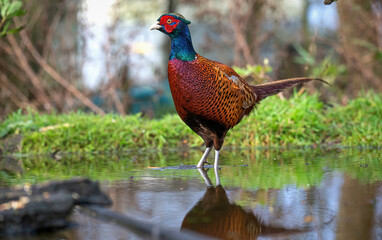 Ringneck Pheasant (Phasianus colchicus) male close up