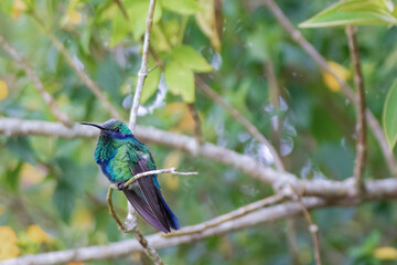 A sparkling violetear hummingbird perched on an Indian mallow twig, in the afternoon, in a forest in the eastern Andean mountains of central Colombia, near the Iguaque natural reserve.