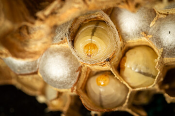 A macro close-up of hornet larvae and pupae in the hexagonal cells of a paper nest. A fascinating look at the insect life cycle, perfect for entomology, biology, or pest control themes