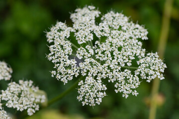 シラネセンキュウの花