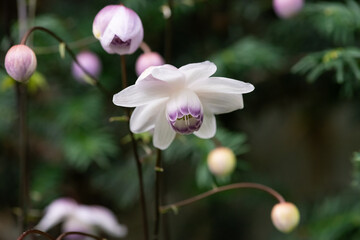 レンゲショウマ