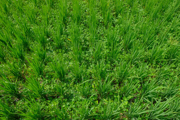 Rice fields filled with weeds. Agricultural industry concept. For graphic design, 3D rendering and banners