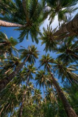 Fototapeta premium Majestic palm canopy rising into a serene blue sky, low-angle composition