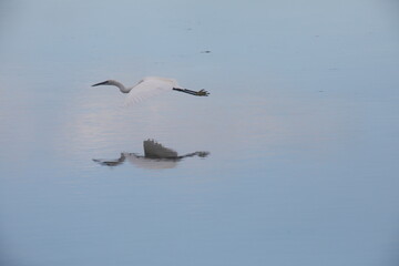 An egret is flying at the surface of the water. Loire-Atlantique, France - November 18, 2025. 