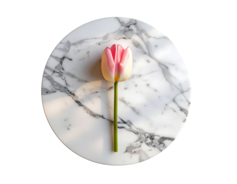 Single pink tulip bud on a marble surface with black background