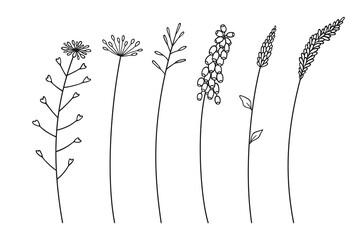 Set of various wildflower cluster inflorescences, black line art style, on white background. Hand-drawn flowers and leaves. Wild plants for design projects. Vector illustration