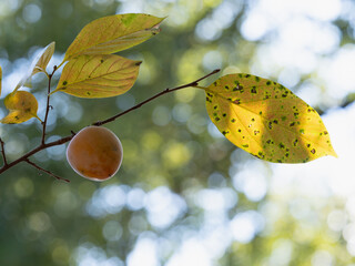 晩秋のカキノキの果実と葉