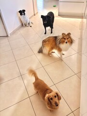 dogs on a petsitter house