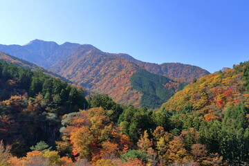 三嶺の色づく山肌を眺める　奥祖谷道中　(徳島県　東祖谷）