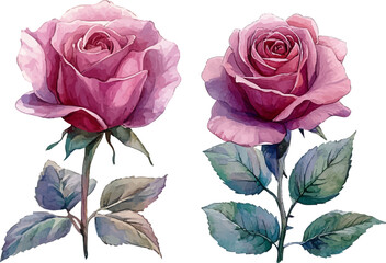 set of roses vector illustration