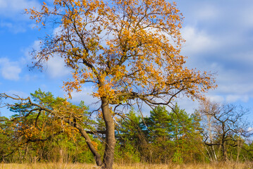 Fototapeta premium alone red dry oak tree among forest glade under blue cloudy sky, autumn outdoor scene