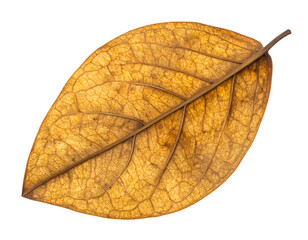 Obraz premium Dry brown autumn leaf with detailed veins and natural texture on isolated background