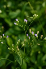 Obraz premium flowers in garden, purple flowers 