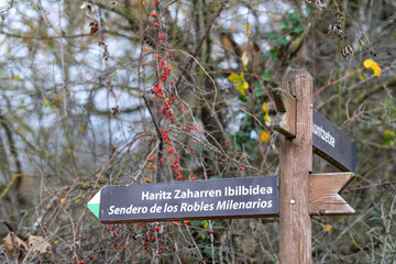 Autumn landscapes and details on the Ancient Oak Trail in Echarri-Aranaz, in the Barranca region. Navarre. Spain. Europe