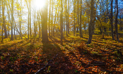 autumn  forest glade covered by red dry leaves in light of sparkle sun