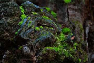 Autumn landscapes and details on the Ancient Oak Trail in Echarri-Aranaz, in the Barranca region. Navarre. Spain. Europe