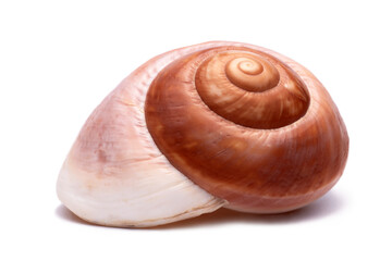 shell isolated, png file