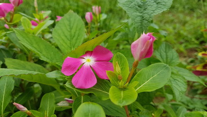 Vibrant Flower Spike Displayed in Nature's Palette