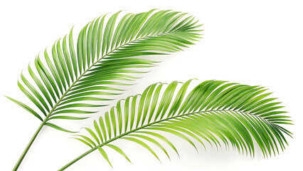 Two vibrant green palm fronds against a clean white background