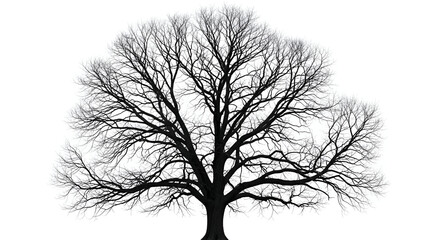 Silhouette of a large deciduous bare tree without leaves isolated on a white background nature and ecology
