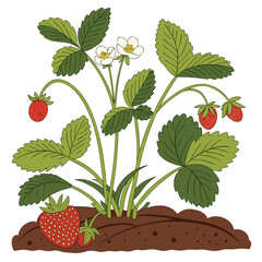 Vector garden isolated on a white background. Illustration of mature growing strawberries in the garden on the bed. Strawberry icon on the garden bed for gardening or farm.