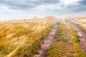Fototapeta premium landscape with dirt road through field in fog in summer. yellow grass on the hills under overcast sky. mystery atmosphere countryside composite photo