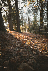 Late Autumn Sunlight and Fallen Leaves on the Washlands Riverside Path, Burton upon Trent, UK