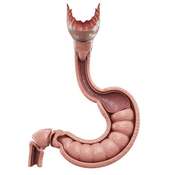 Sectional view of human stomach and intestines digestive system with Transparent Background