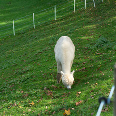 Naklejka premium Grazing alpaca delights in a lush green pasture under the bright afternoon sun in a serene countryside landscape with fallen leaves everywhere