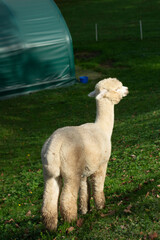 Naklejka premium Curious alpaca exploring lush green pasture under soft sunlight during a serene afternoon stroll on a peaceful farm