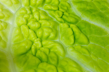 Obraz premium Natural abstract pattern of bright lime green cabbage leaf structure
