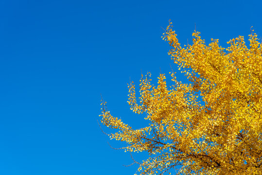 Vibrant golden yellow leaves of a Ginkgo Biloba tree in autumn, sharply contrasted against a clear, deep blue sky on a sunny day.